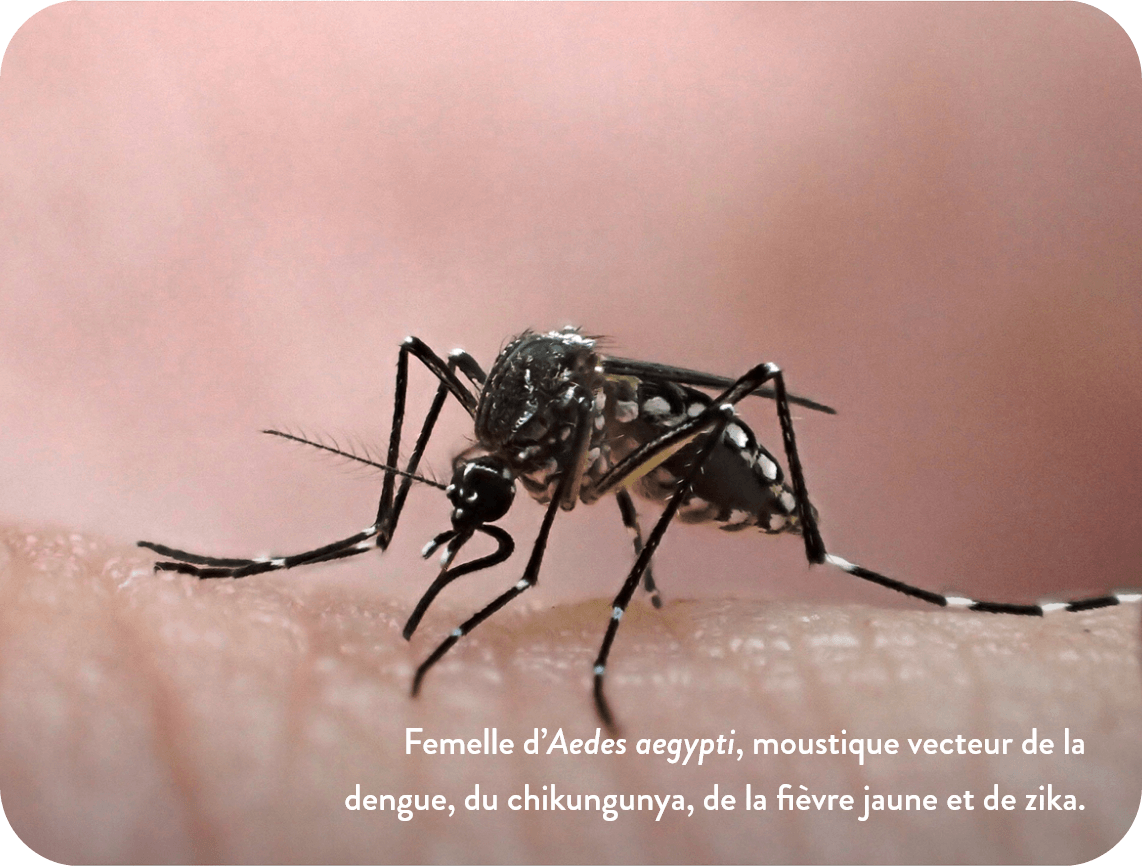 Femelle d’Aedes aegypti, moustique vecteur de la dengue, du chikungunya, de la fièvre jaune et de zika.