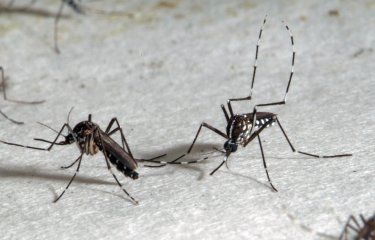 Contexte JO : en combien de jours les moustiques d’Ile-de-France pourront-il transmettre des arbovirus  ?