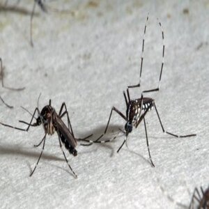 Contexte JO : en combien de jours les moustiques d’Ile-de-France pourront-il transmettre des arbovirus et comment s’en prémunir ?