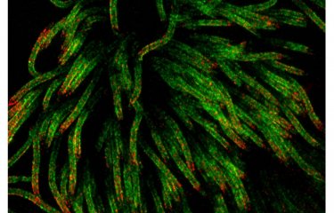 Comment le coronavirus HKU1 force la porte d’entrée de nos cellules.