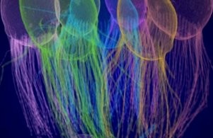 Biologie de l’évolution : quand un microorganisme aquatique nous informe sur nos lointaines origines