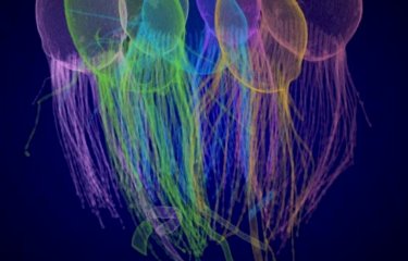 Biologie de l’évolution : quand un microorganisme aquatique nous informe sur nos lointaines origines